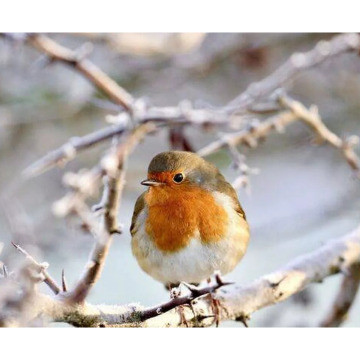 Photo for notice MALCOLM ROWLANDS -