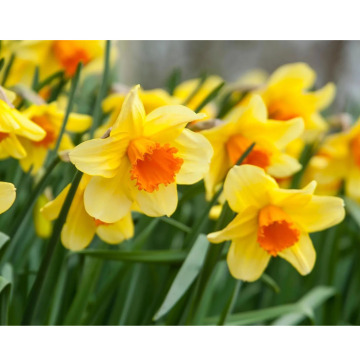 Photo for notice MALCOLM ROWLANDS -