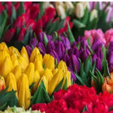 Photo for notice MALCOLM ROWLANDS -