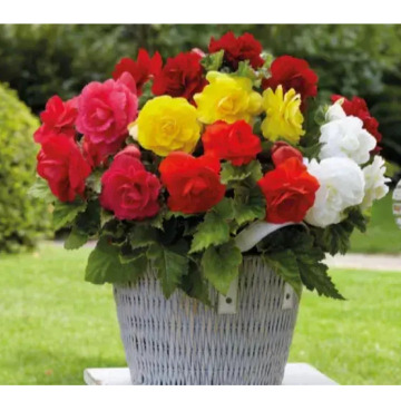 Photo for notice MALCOLM ROWLANDS -