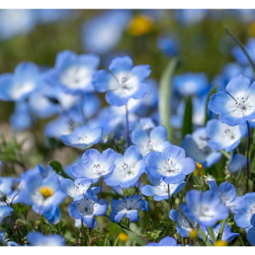 Photo for notice MALCOLM ROWLANDS -