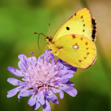 Photo for notice MALCOLM ROWLANDS -