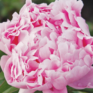 Photo for notice MALCOLM ROWLANDS -