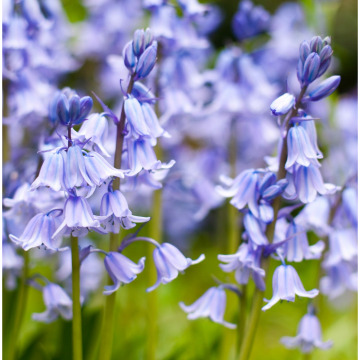 Photo for notice MALCOLM ROWLANDS -