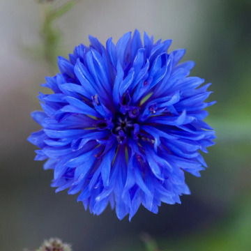 Notice Gallery for MALCOLM ROWLANDS -