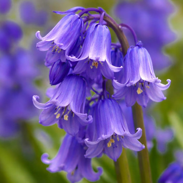 Photo for notice MALCOLM ROWLANDS -