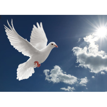 Photo of FREDERICK STEPHENSON