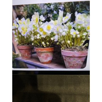 Photo for notice Toni David DEXTER