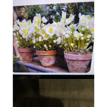 Photo for notice Toni David DEXTER