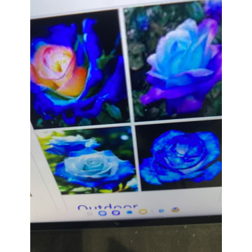 Photo for notice Toni David DEXTER