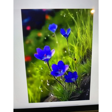 Photo for notice Toni David DEXTER