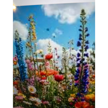 Photo for notice Toni David DEXTER