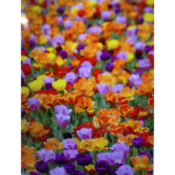 Photo for notice Toni David DEXTER