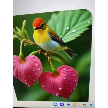 Photo for notice Toni David DEXTER