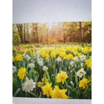 Photo for notice Toni David DEXTER