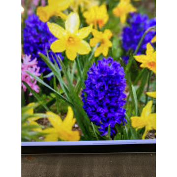 Photo for notice Toni David DEXTER