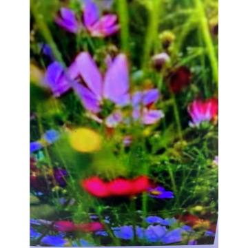 Photo for notice Toni David DEXTER