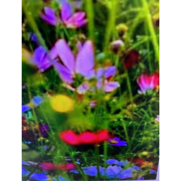 Photo for notice Toni David DEXTER