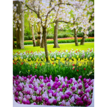 Photo for notice Toni David DEXTER