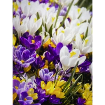 Photo for notice Toni David DEXTER