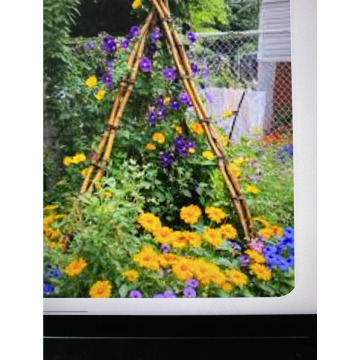 Photo for notice Toni David DEXTER