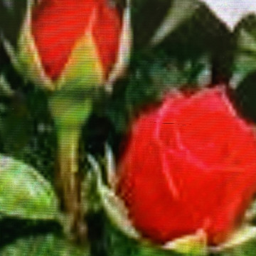 Photo for notice Toni David DEXTER