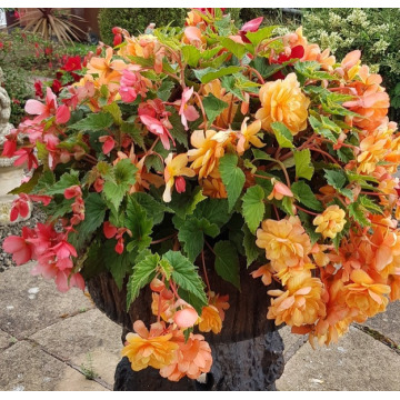 Photo of Michael John PREECE