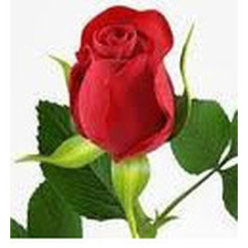 Photo of Roy Kenneth TWIST