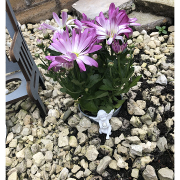 Notice Gallery for Barbara Susan GREGORY