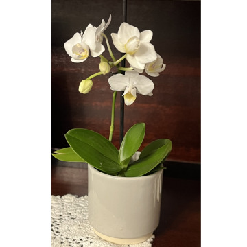 Photo for notice Joan VICKERS (BRENNAND)