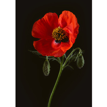 Notice Gallery for NORMAN COLEGATE