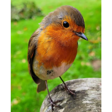 Photo for notice Ann Josephine DAVIN