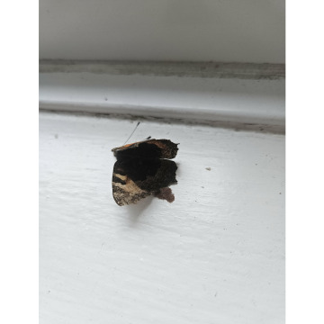 Photo for notice Ann Josephine DAVIN