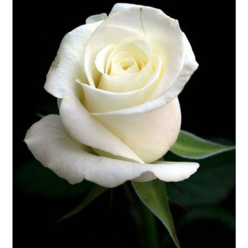 Photo for notice Ann Josephine DAVIN