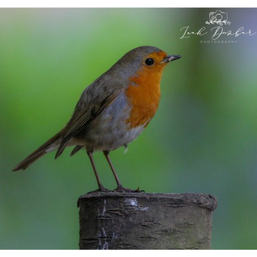 Photo for notice Ann Josephine DAVIN