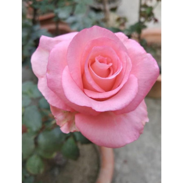 Photo for notice Ann Josephine DAVIN