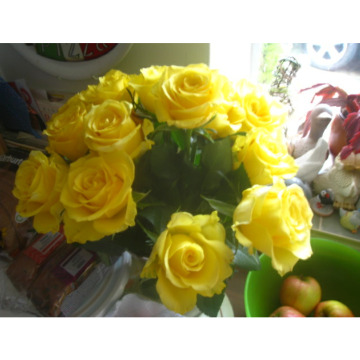 Photo for notice Ann Josephine DAVIN