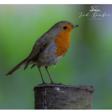 Photo for notice Ann Josephine DAVIN