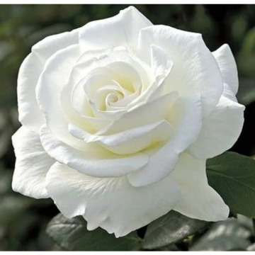 Photo for notice Ann Josephine DAVIN