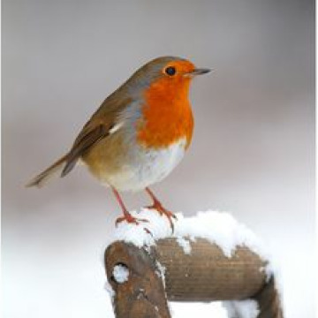 Photo for notice Pearl BLACKLOCK