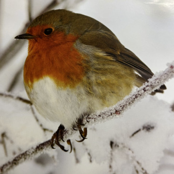 Notice Gallery for June Susan BOULTON