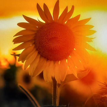 Notice Gallery for MICHELLE HENDERSON-THYNNE