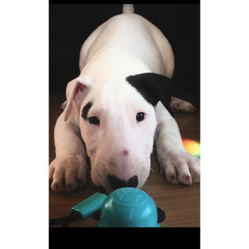 Notice Gallery for Anthony Philip ADAMS