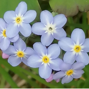 Photo for notice Beryl Lucille GRUDGINGS