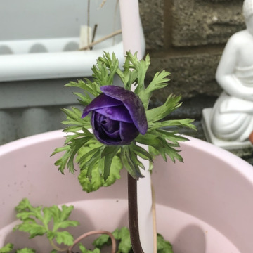 Notice Gallery for Michael Adrian BOTTO