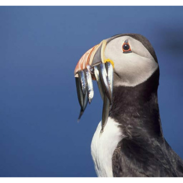 Notice Gallery for RONALD HANSLEY SCRIMSHAW