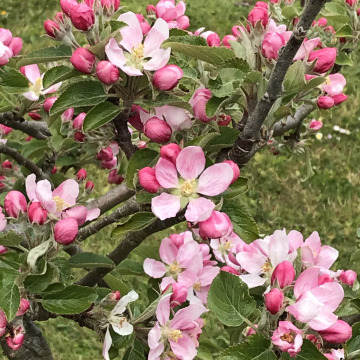 Notice Gallery for Margaret Eileen HOWSE