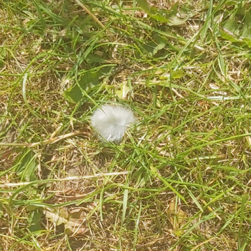 Notice Gallery for Kathleen Iris DAWES