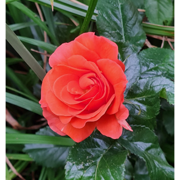 Notice Gallery for Kathleen Iris DAWES