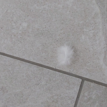 Notice Gallery for Kathleen Iris DAWES